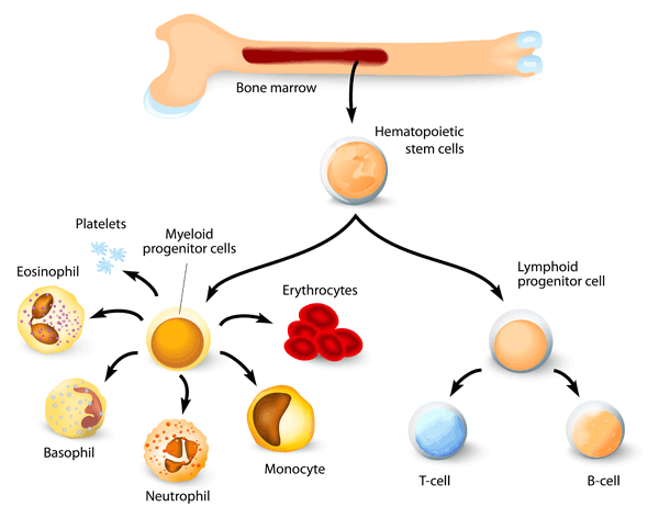 cells