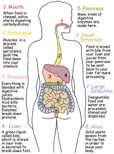 Digestive