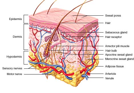 Integumentary System