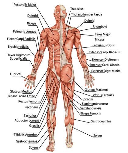 Muscular System