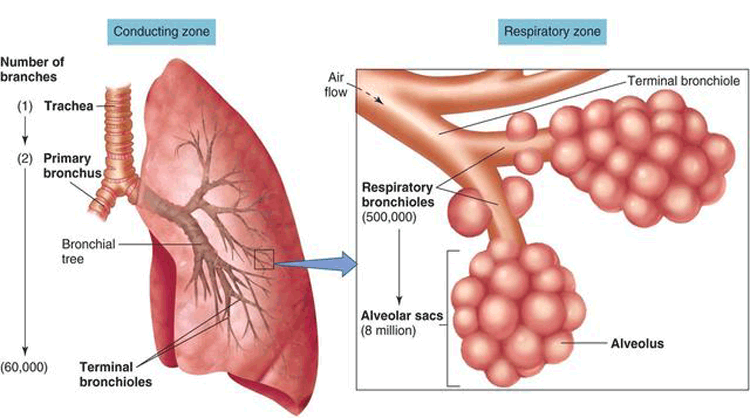 Respiratory System