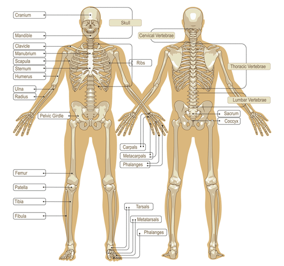 Skeletal System