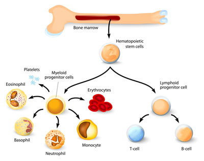 Cells