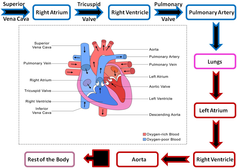 simple heart blood flow diagram